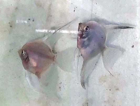 Proven pair of Bulgarian Green Paraiba Blushing Angelfish showing vibrant green and turquoise colors with distinctive blush on cheeks and strong fins