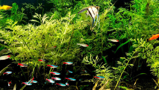 Stocking Your 125-Gallon Tank: Tips for a Thriving Freshwater Community