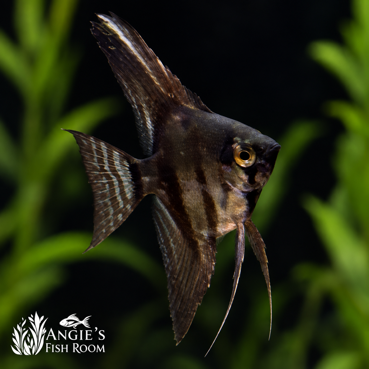 Black Lace Angelfish raised at Angie’s Fish Room, featuring dark vertical stripes and delicate lace-patterned fins against a dark aquarium background.