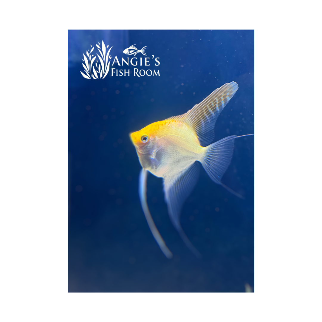Gold Half Dollar size – WYS 003 – bred in-house at Angie’s Fish Room