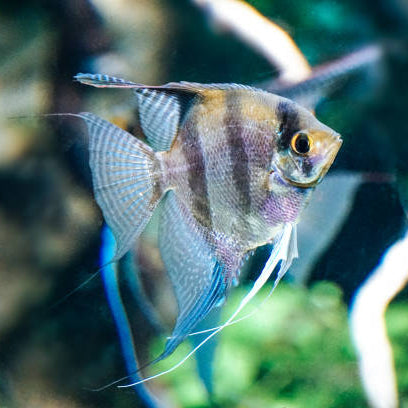 angelfish_angiesfishroom
