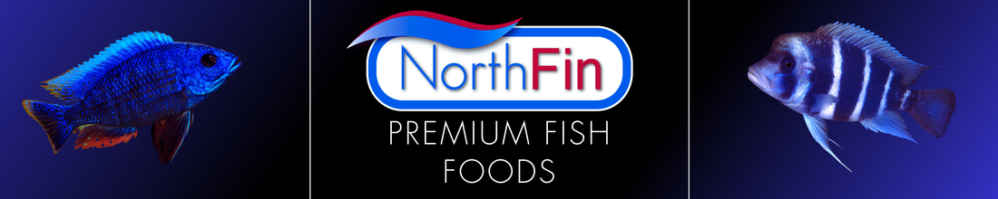 NorthFin Is Coming to Angie’s Fish Room!