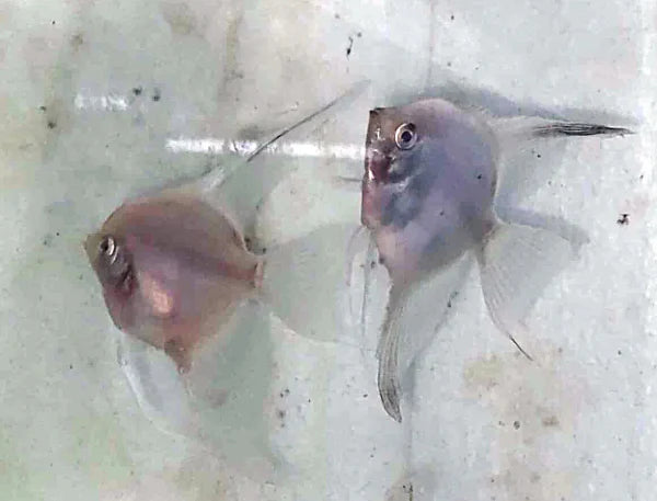 Proven pair of Bulgarian Green Paraiba Blushing Angelfish showing vibrant green and turquoise colors with distinctive blush on cheeks and strong fins