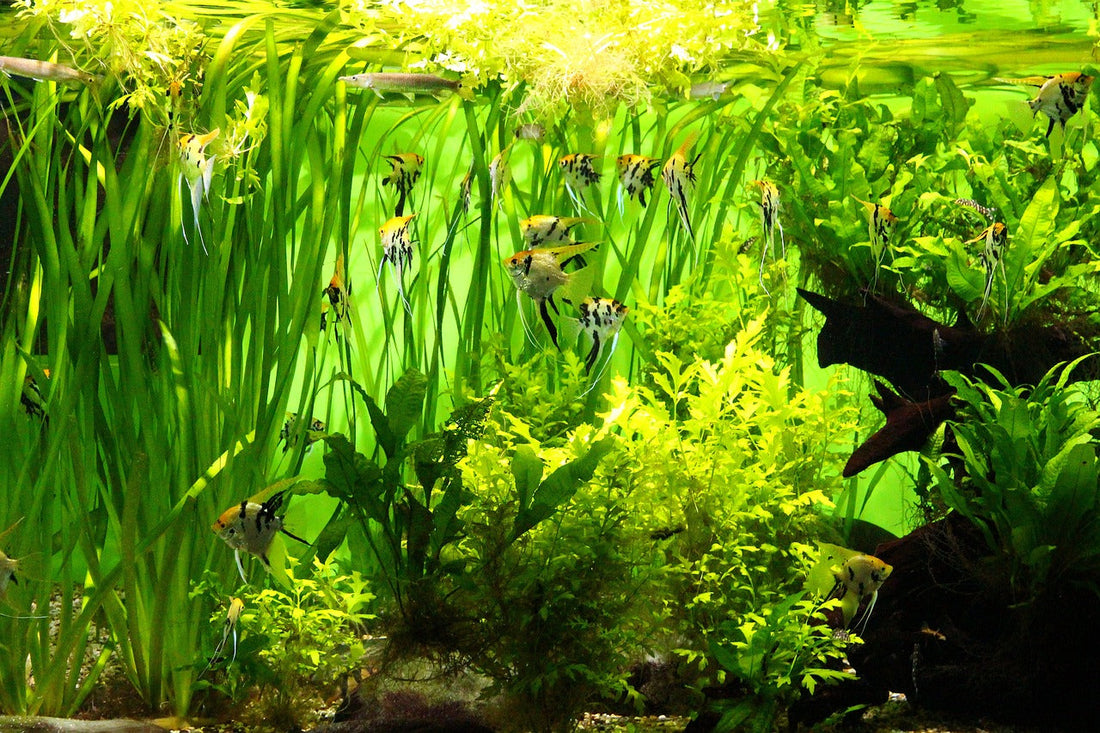 Turning a Passion for Fishkeeping into a Business: The Story of Angie’s Fish Room