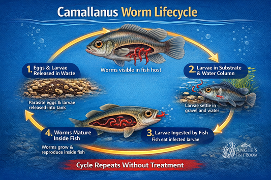 Camallanus worm lifecycle chart aquarium fish parasite Angie’s Fish Room