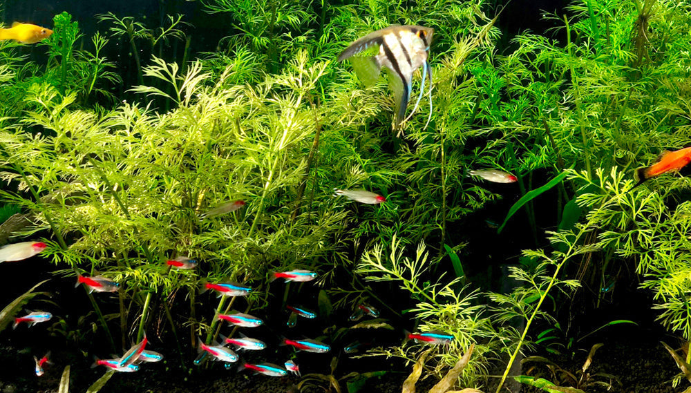 Stocking Your 125-Gallon Tank: Tips for a Thriving Freshwater Community