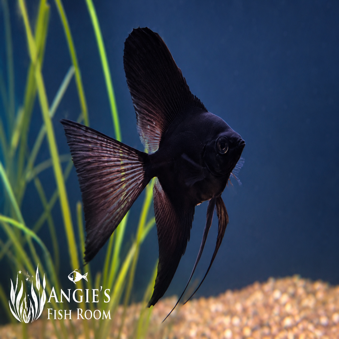 Hobbyist-bred Black Angelfish (Pterophyllum scalare) with rich black coloration swimming in a planted freshwater aquarium.