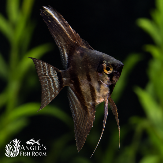 Black Lace Angelfish raised at Angie’s Fish Room, featuring dark vertical stripes and delicate lace-patterned fins against a dark aquarium background.