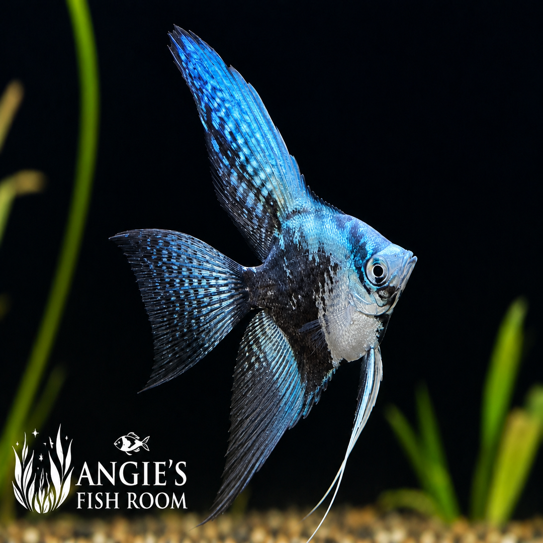 Blue Smokey Angelfish (Pterophyllum scalare) with vibrant blue iridescence and smokey black marbled coloration swimming in a freshwater aquarium.