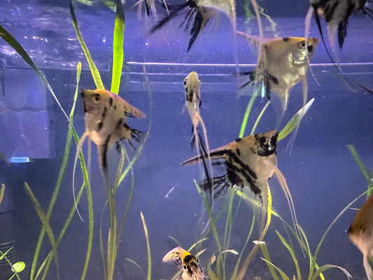 Young Angelfish – Gold Marble Veil × Standard Koi – Quarter to Silver Dollar Size