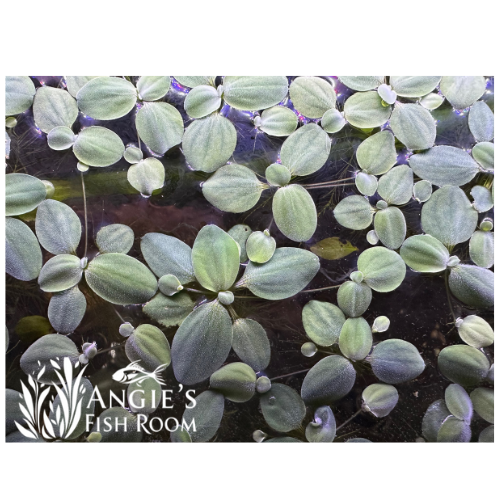 Floating dwarf water lettuce with rosette-shaped green leaves 