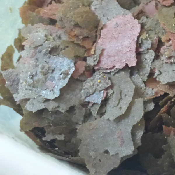 General Trio medicated flake food for broad-spectrum treatment of aquarium fish diseases