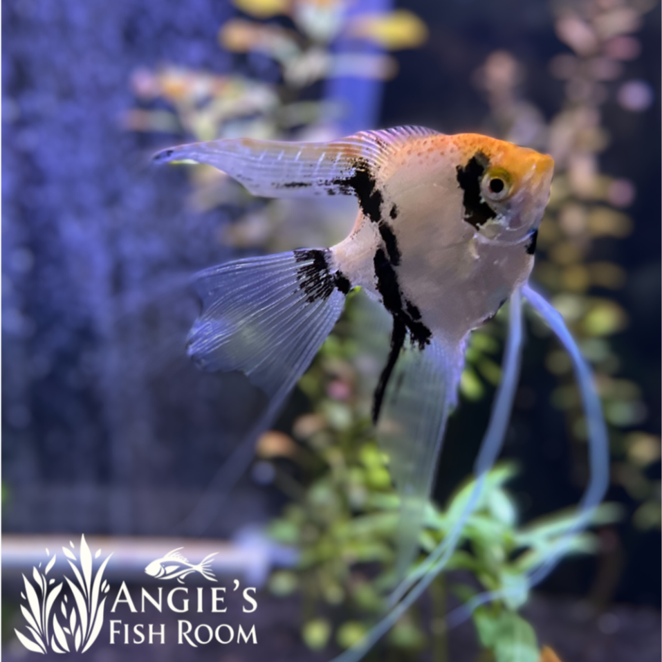 Gold marble angelfish with golden and black marbled pattern
