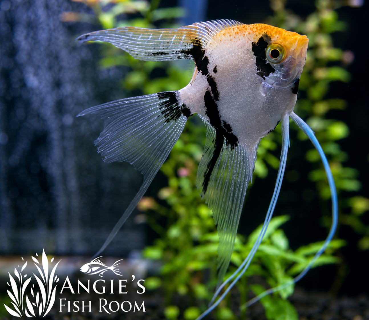 Gold Marble Angelfish displaying vibrant gold, white, and black marble coloration with flowing fins in a freshwater aquarium.