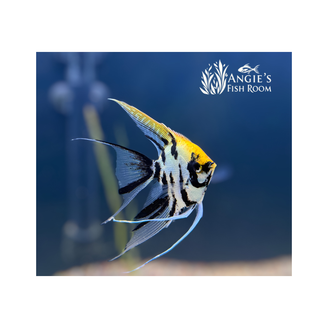 Gold Marble Angelfish – Half Dollar size – WYS 001 – bred in-house at Angie’s Fish Room
