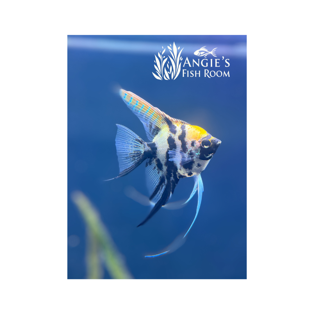 Gold Marble Angelfish – Half Dollar size – WYS 002 – bred in-house at Angie’s Fish Room