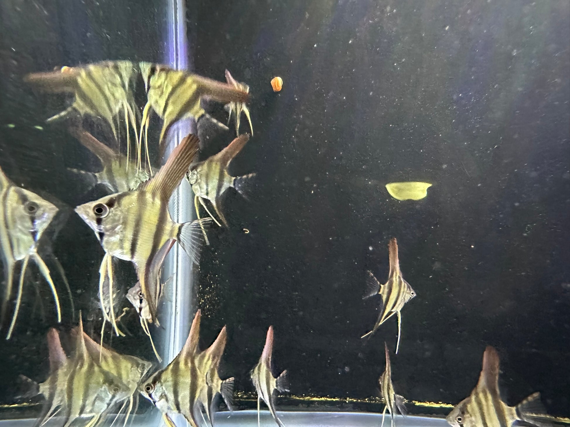 Silver Angelfish for sale online – healthy freshwater tropical fish with graceful fins, available in multiple sizes and quantity options