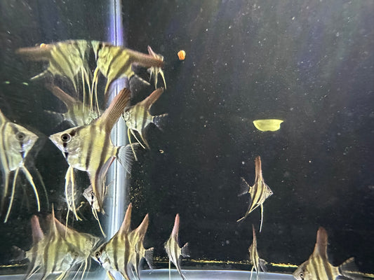 Silver Angelfish for sale online – healthy freshwater tropical fish with graceful fins, available in multiple sizes and quantity options