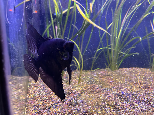 Large Adult Black Angelfish