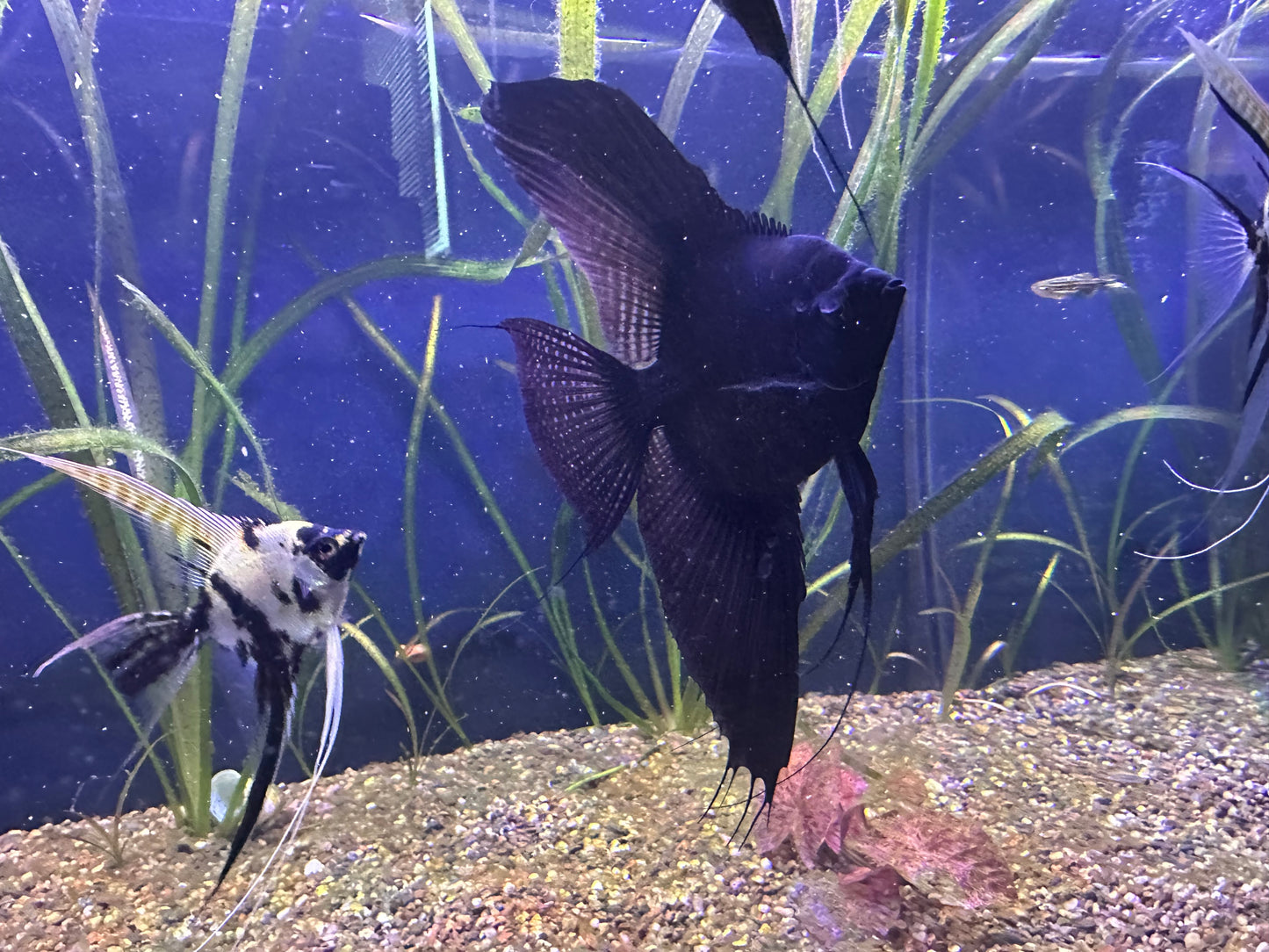 Large Adult Black Angelfish