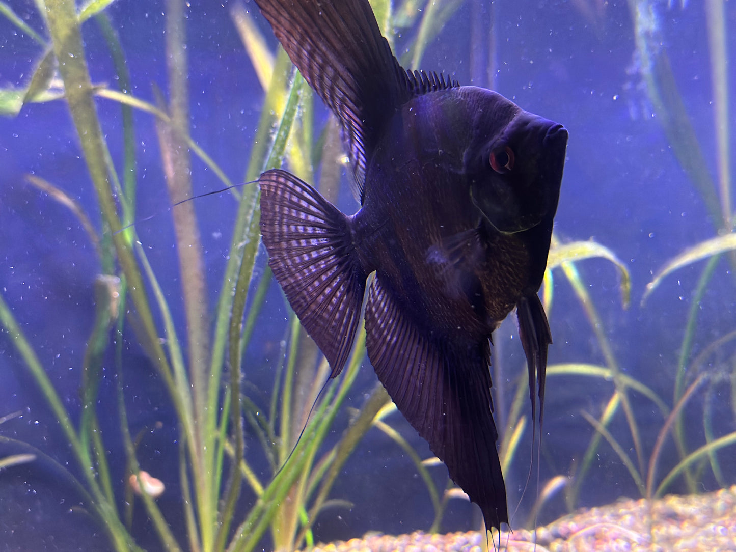 Large Adult Black Angelfish