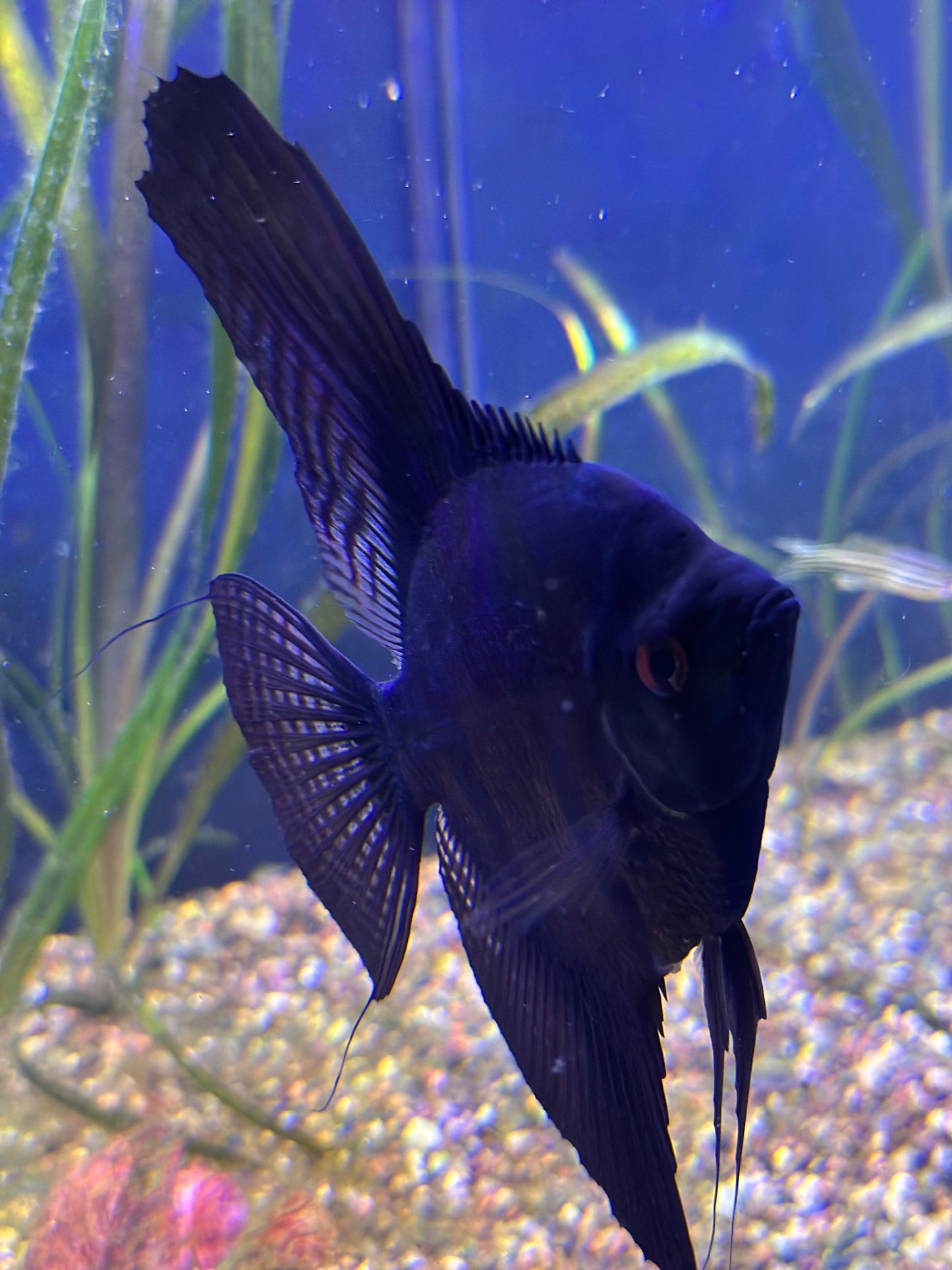 Large Adult Black Angelfish
