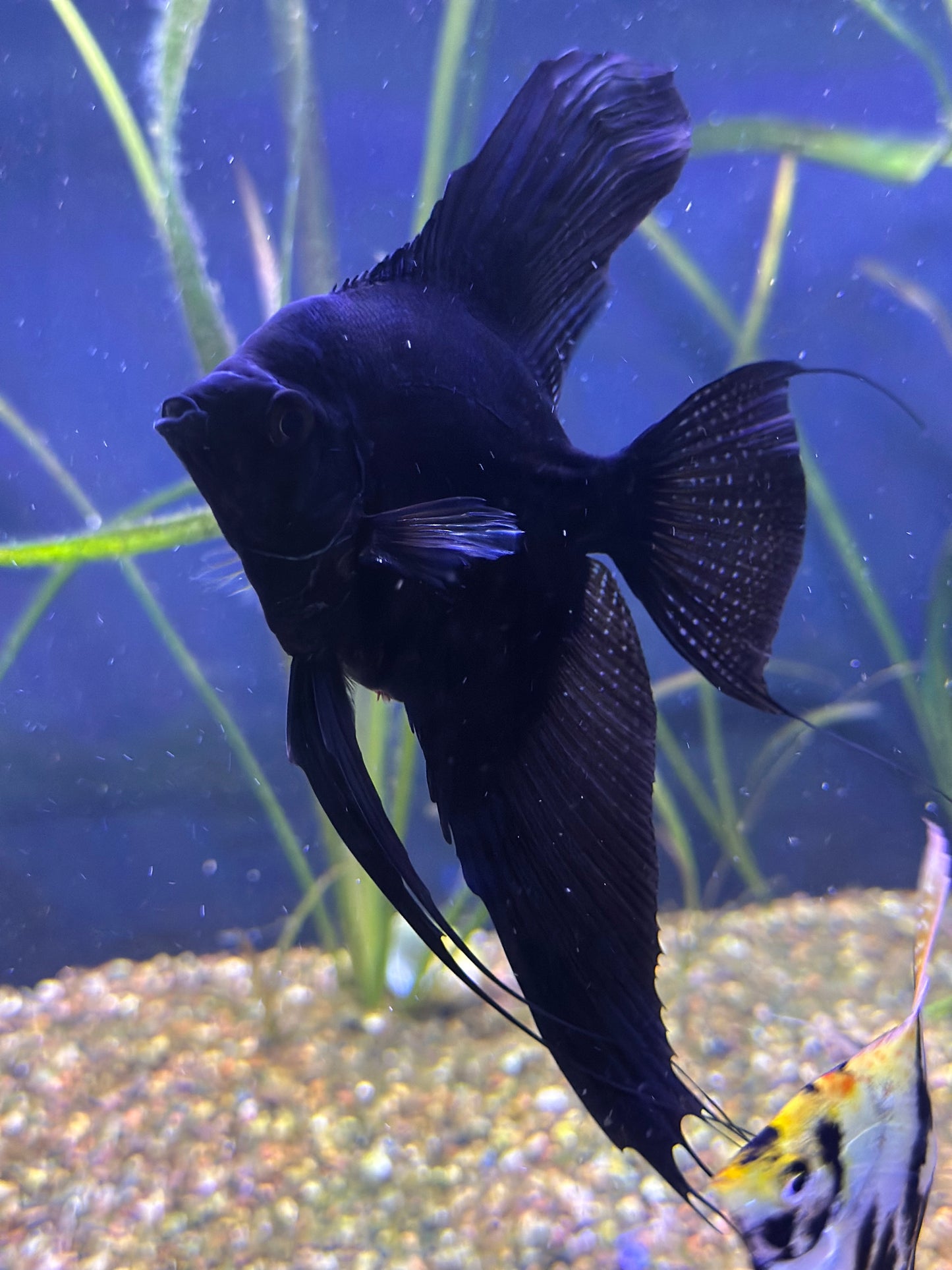 Large Adult Black Angelfish