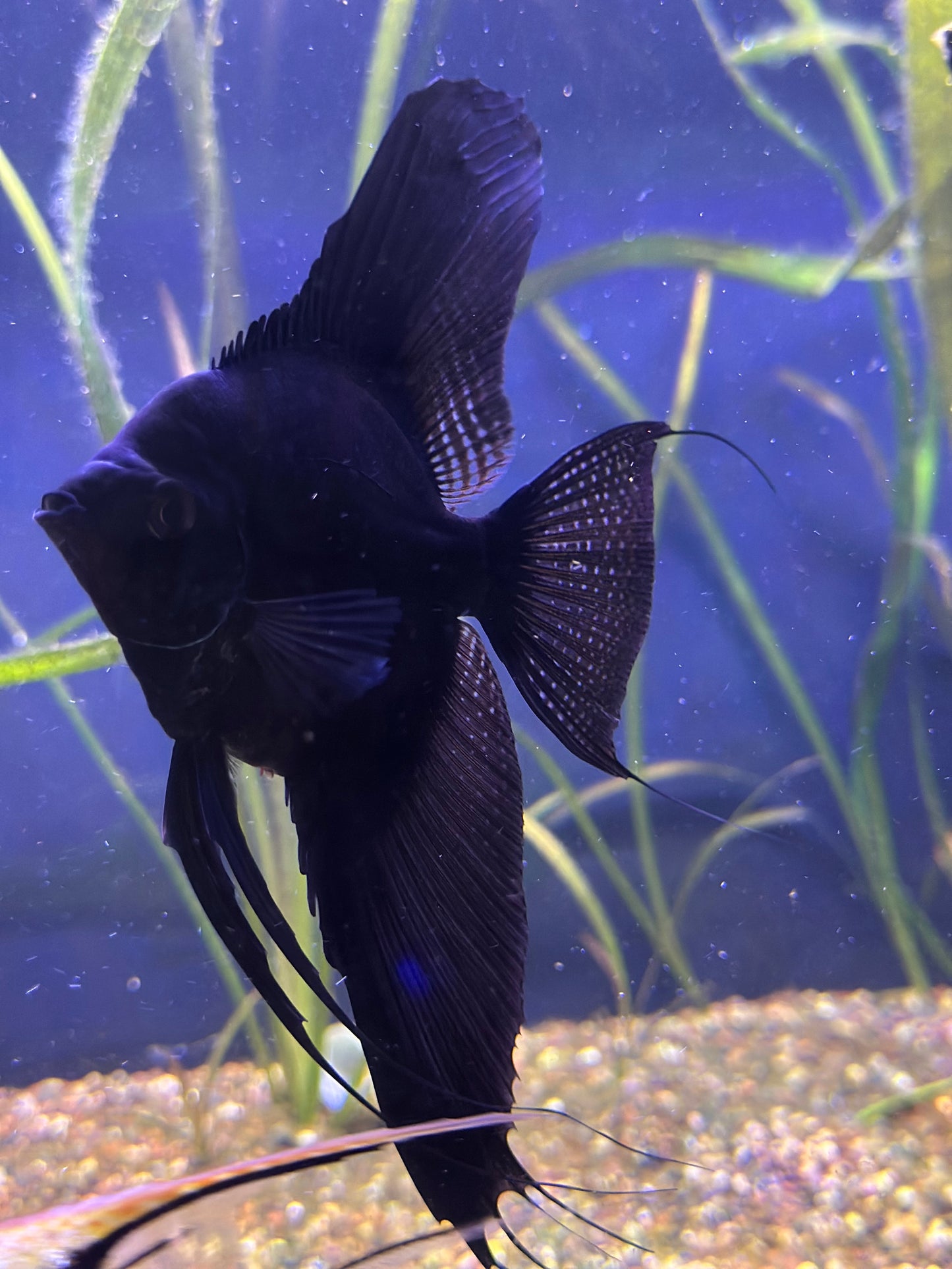 Large Adult Black Angelfish