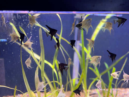 Juvenile black and gold angelfish swimming peacefully