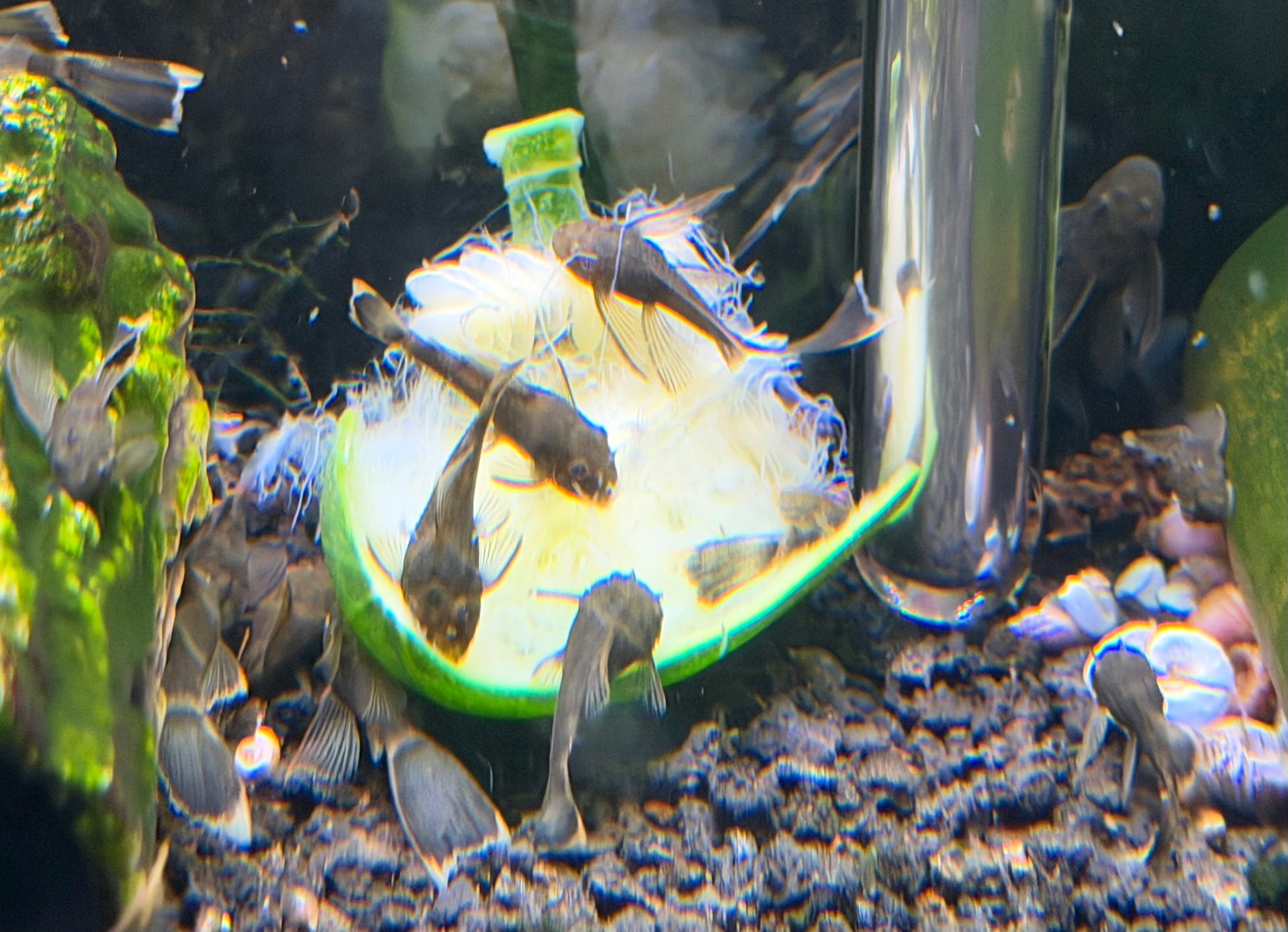 Juvenile Longfin Green Dragon Plecos enjoying a zucchini snack