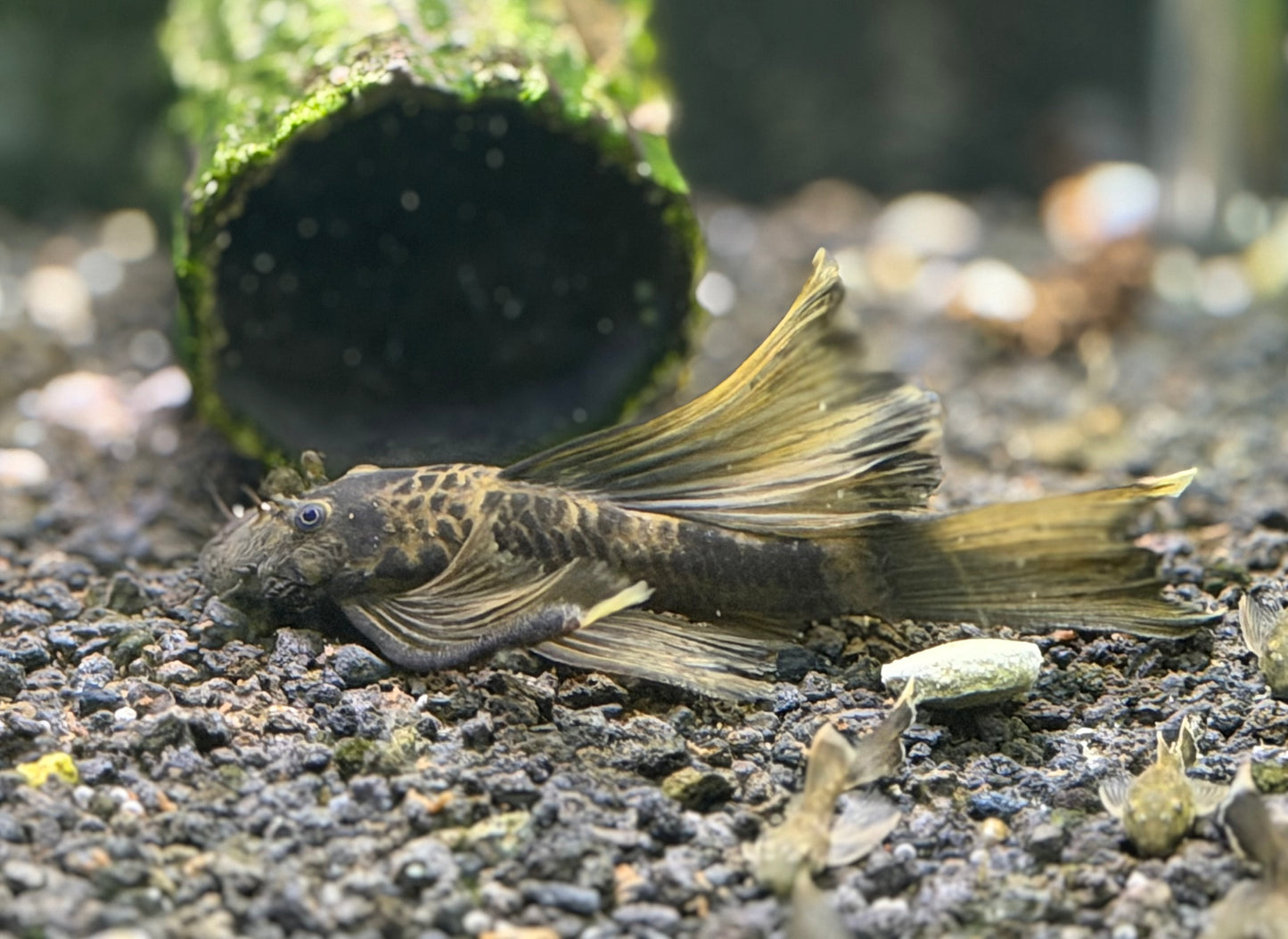 Adult Longhand Green Drago Place