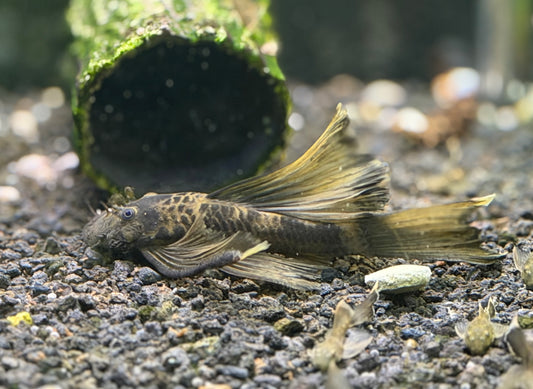 Adult Longhand Green Drago Place