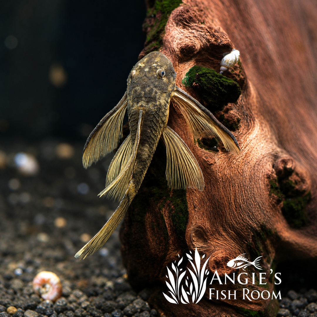 Hobbyist-bred Longfin Green Dragon Pleco (Ancistrus sp.) with extended flowing fins resting on driftwood in a freshwater aquarium.