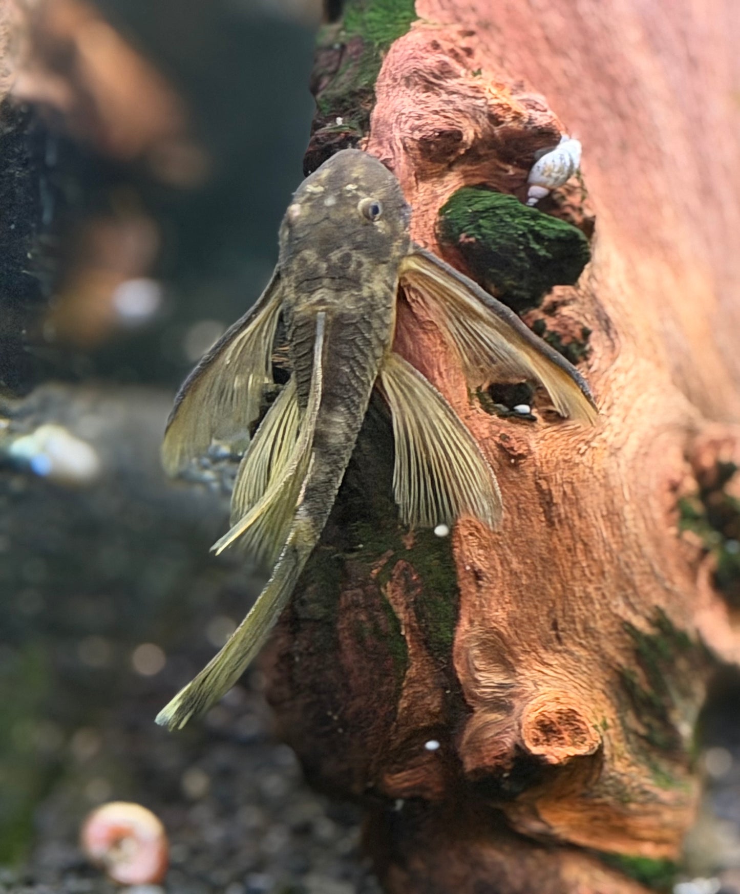 Longfin Green Dragon Pleco resting on driftwood