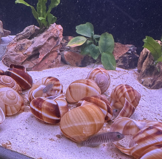 Multi shell dweller cichlid (Neolamprologus multifasciatus) in aquarium with shells on sandy substrate