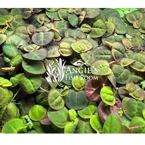 Red Root Floaters with deep red roots and leaves floating on aquarium surface