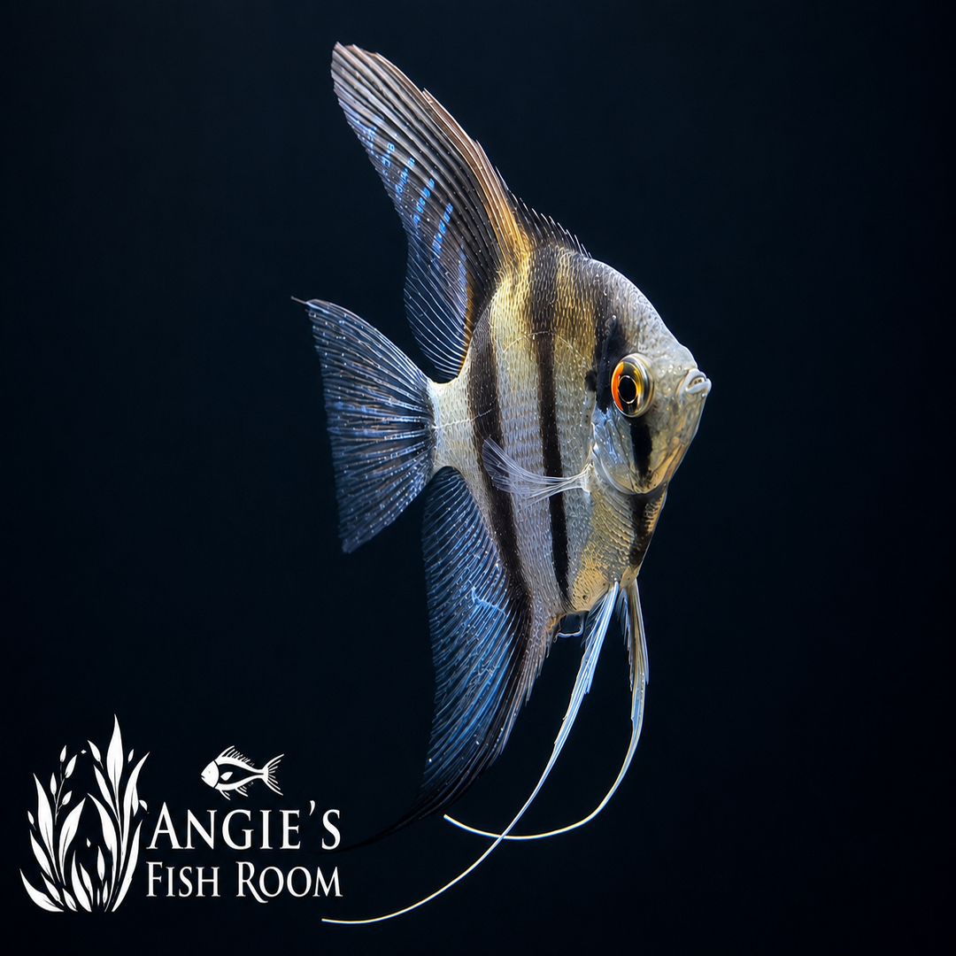 Hobbyist-bred Silver Angelfish (Pterophyllum scalare) with classic silver body and bold black vertical stripes swimming in a freshwater aquarium.