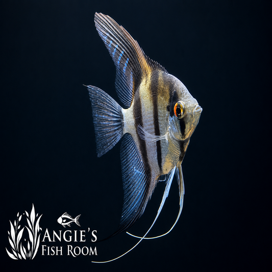 Hobbyist-bred Silver Angelfish (Pterophyllum scalare) with classic silver body and bold black vertical stripes swimming in a freshwater aquarium.