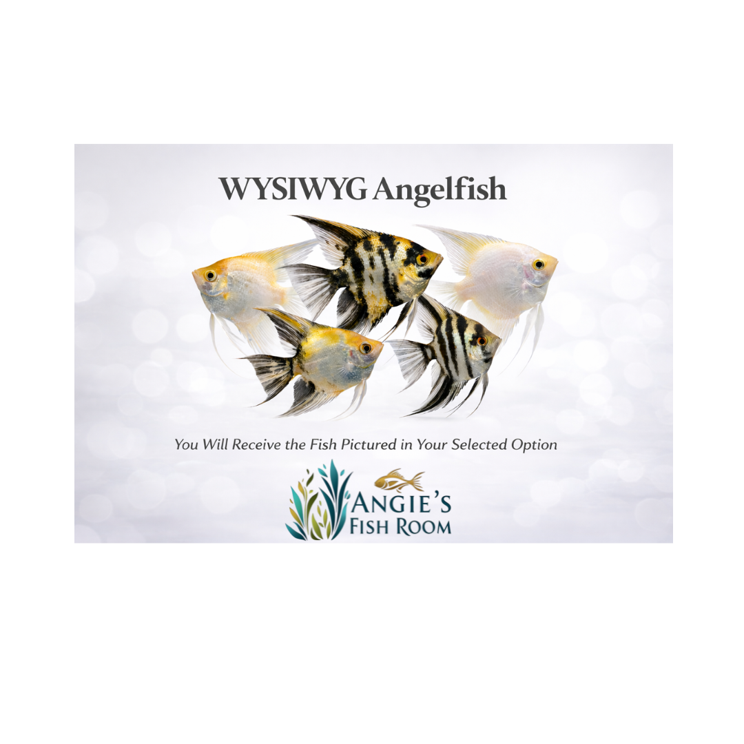 WYSIWYG angelfish collection featuring gold marble, zebra, and veil angelfish – exact fish pictured in selected option