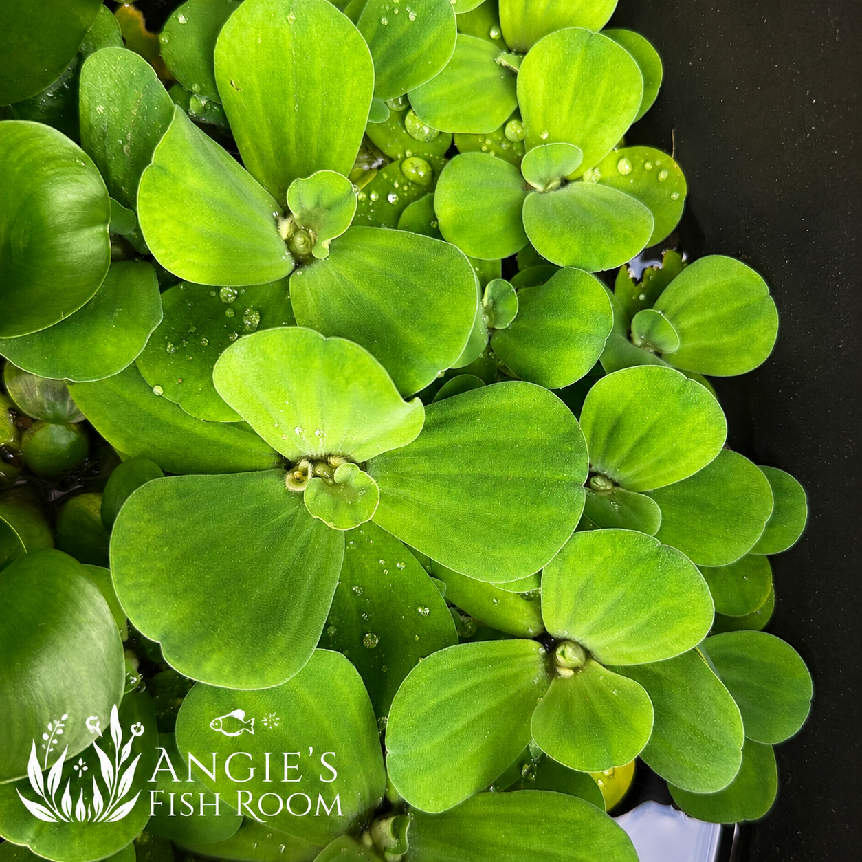 Healthy Water Lettuce (Pistia stratiotes) floating aquarium plants with vibrant green rosettes, grown by Angie’s Fish Room