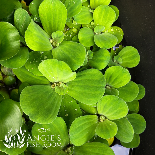 Healthy Water Lettuce (Pistia stratiotes) floating aquarium plants with vibrant green rosettes, grown by Angie’s Fish Room