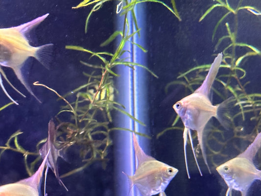 Group of small young Bulgarian green angelfish swimming together underwater.
