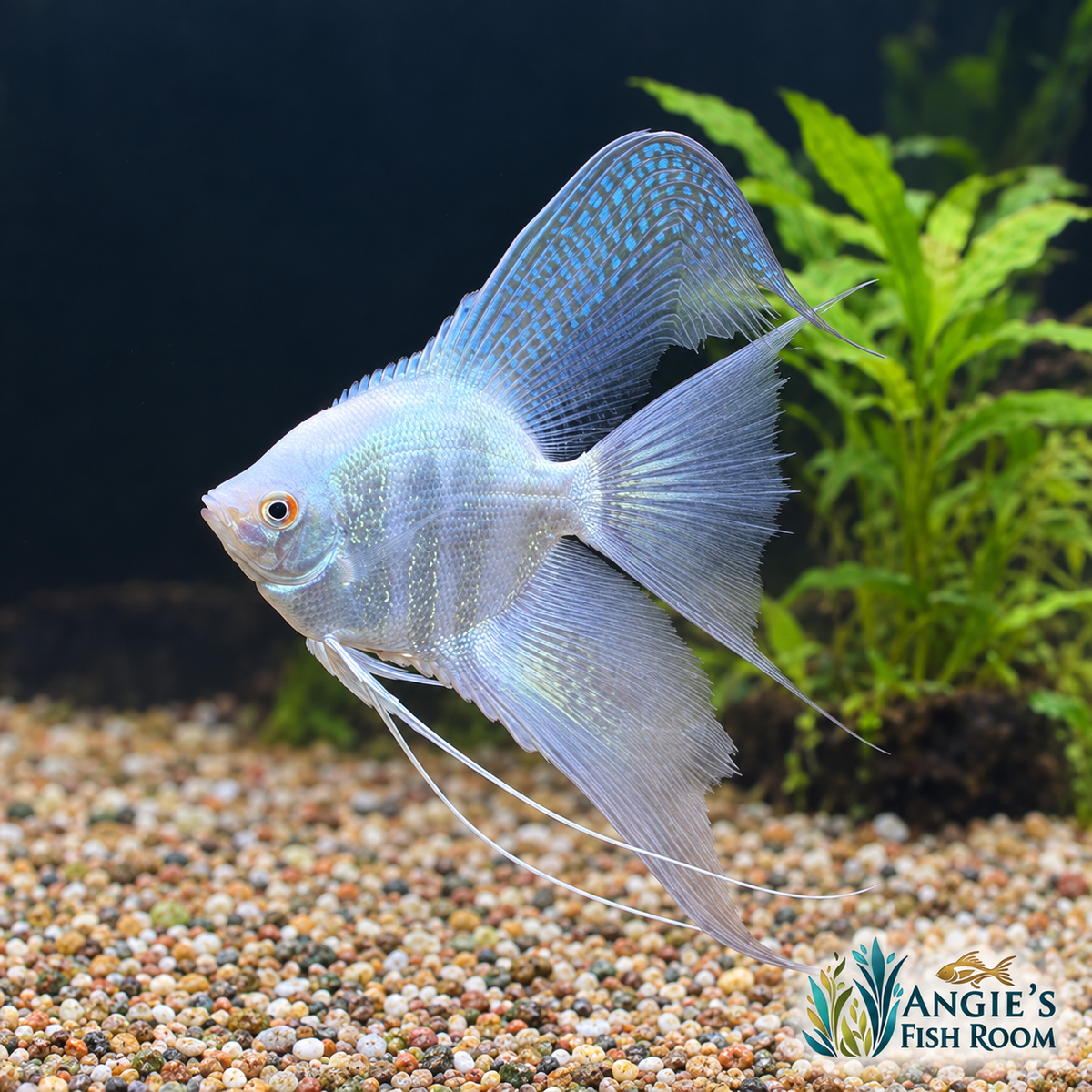 WYSIWYG medium Bulgarian Lilac Point Veil Angelfish with a pale silver-blue body and long flowing fins from Angie’s Fish Room